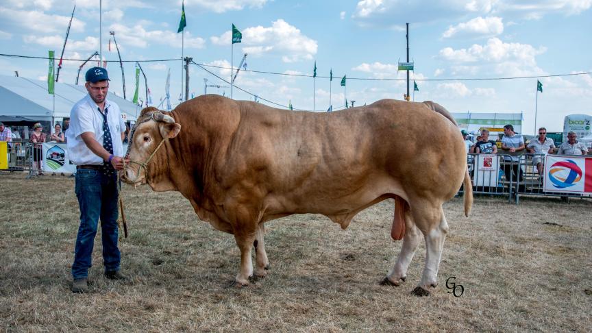 Herbus (Brasier X Ronaldo), prix qualité bouchère adulte mâle, à Bernard Stephany Godet Association, Rouvreux.