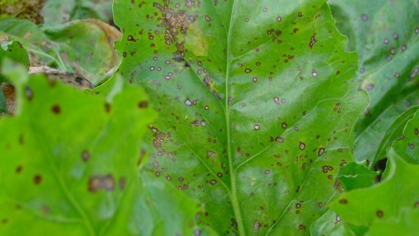 Un traitement de rappel est justifié sur cercosporiose lorsque 20
% des feuilles sont affectées... et si l’arrachage intervient après le 10 octobre.