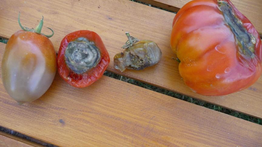 La nécrose apicale est liée à un manque de calcium dans les cellules du fruit. L'importance de ce manque influence le type de dégât observable.