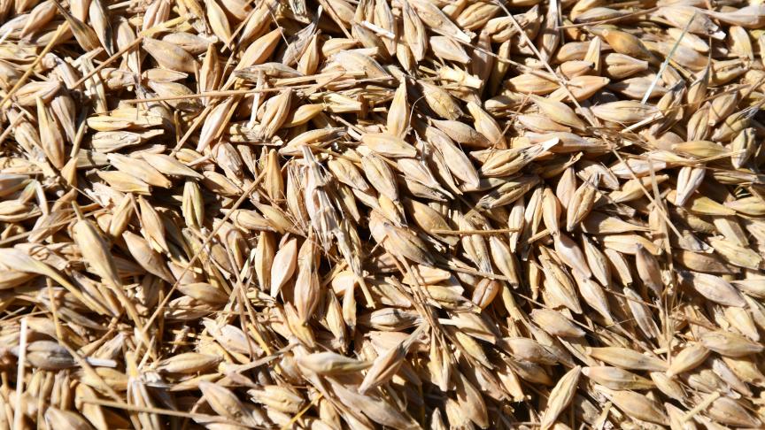 A l’échelle mondiale, la production d'orge serait la plus faible depuis 2012-2013, observe le Conseil international des céréales.