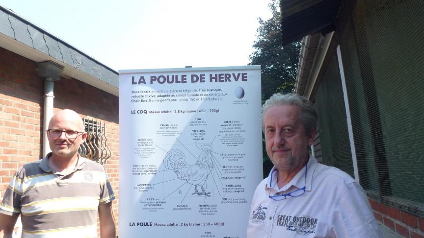Le club des éleveurs de la poule de Herve rassemble tous les sélectionneurs de la race. Un site internet lui est consacré.  Il est géré par Didier Brick, à gauche sur la photo qu’on voit ici en compagnie de Jean-Marie Prégardien, le président du club.