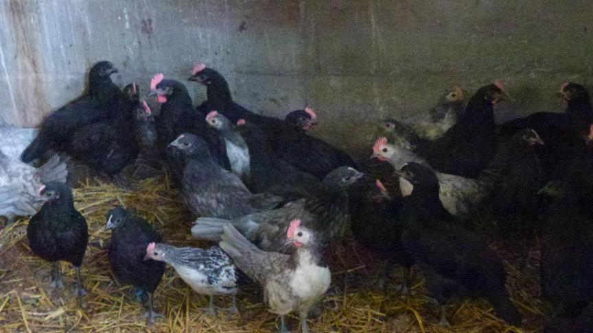 Si on compte une vingtaine d’éleveurs sportifs de poules de Herve, on ne recense plus le cheptel total. Plusieurs centaines de volailles sont vendues chaque année à de nombreux amateurs non sélectionneurs. La demande dépasse souvent l’offre.