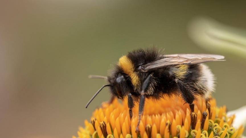 heath-the-bumble-bee-3595161_1920