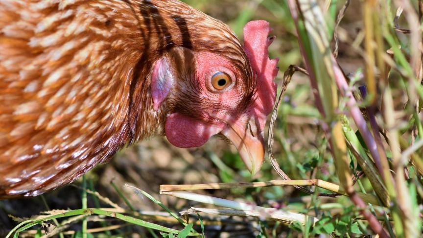chicken-3607867_1920