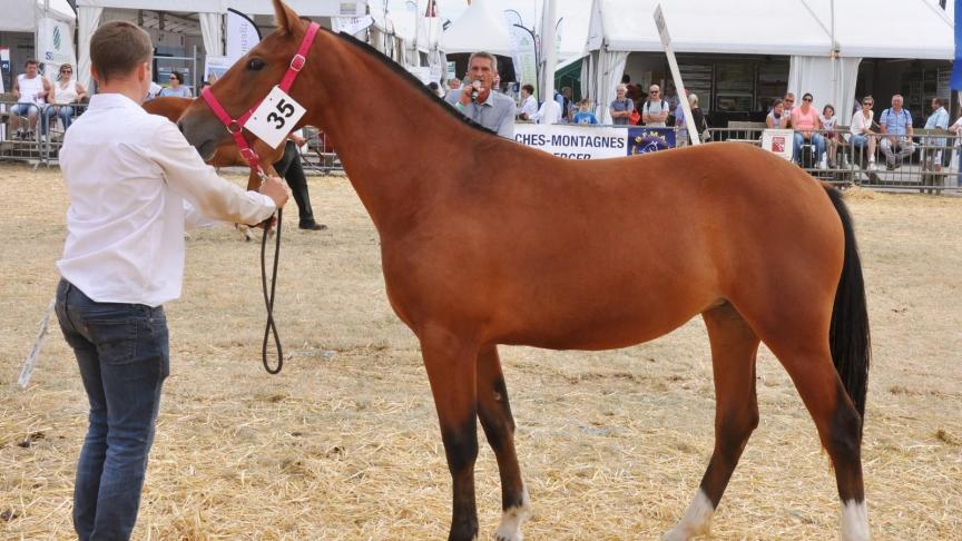 Delinda, championne des pouliches de 1 et 2 ans, à l’Elevage de Roumont – 
Famille Caroline Frenoy.