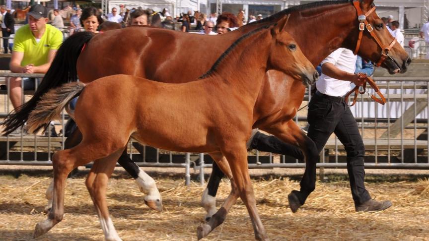 Coloris du Cap, champion des poulains et pouliches 2018 à Josiane Goosse.