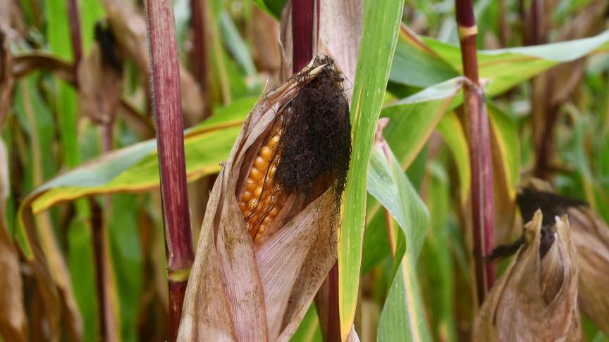 Dans certaines situations, il est urgent de récolter!