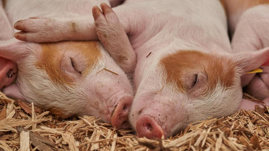 piglet-3386356_1920