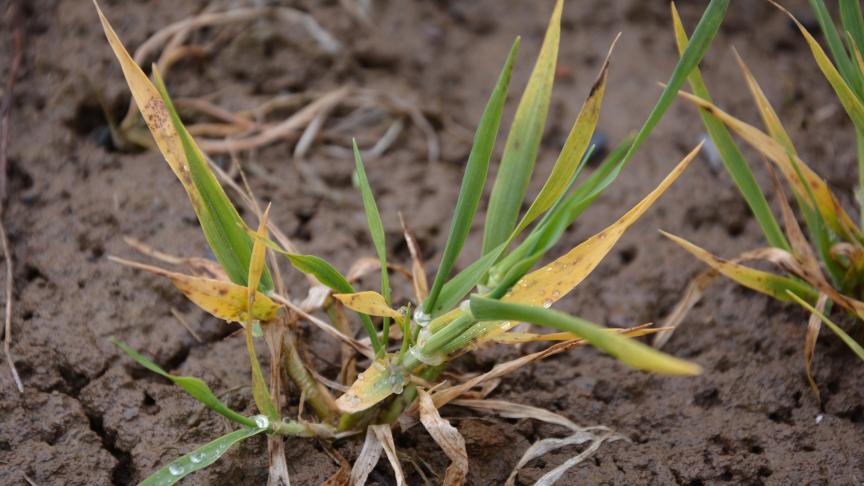 Symptômes typiques de jaunisse nanisante sur orge. Plusieurs variétés tolérantes apportent désormais une solution.