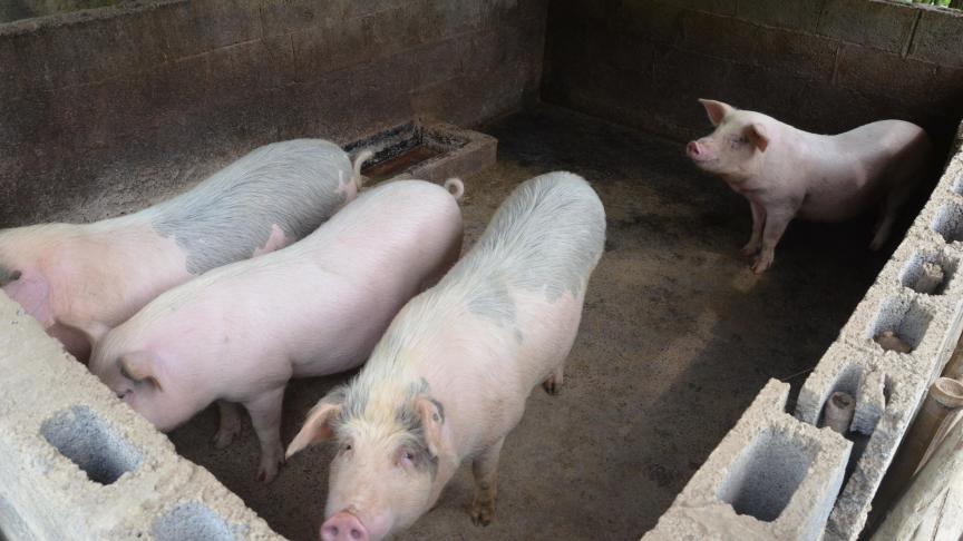 Longtemps réalisée largement au sein de petits élevages traditionnels opérant à l’échelle locale, la production porcine chinoise est en pleine restructuration sous la forme de très grosses unités de production. L’épidémie de peste porcine africaine qui progresse actuellement dans le pays est un véritable séisme.