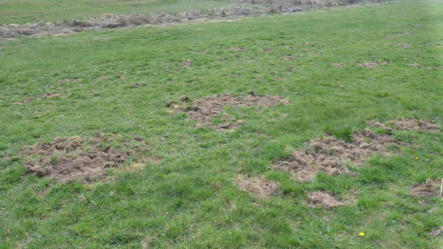 Les dégâts de sanglier en prairie ne sont pas rares.
