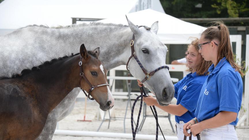 Maloubet des  Hautes Bruyères,  Champion de Belgique 2018 des poulains pour l’option obstacle