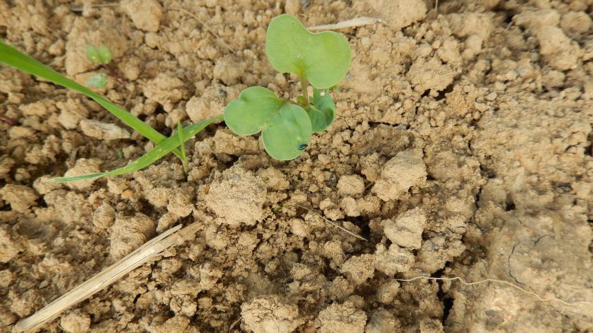 Décidément, 2018 est une année favorable aux insectes qui sont là de bonne heure en colza.