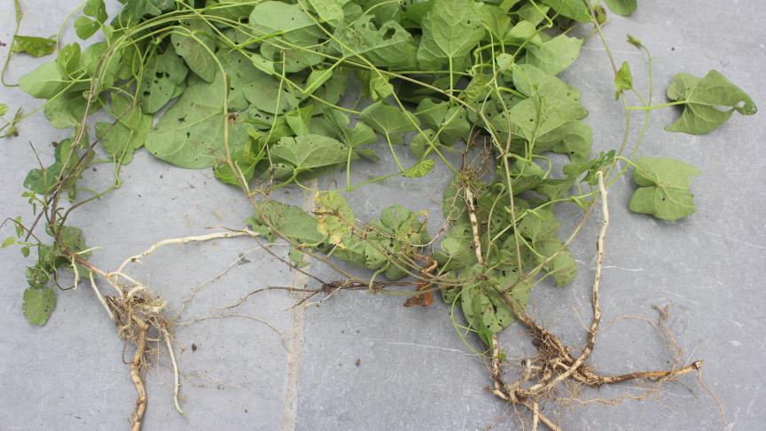 Le liseron des haies – Calystegia sepium – est une espèce fréquemment rencontrée dans nos jardins (voir illustration en haut de la page). La fourche-bêche permet d’extirper les racines et rhizomes et de les éliminer.