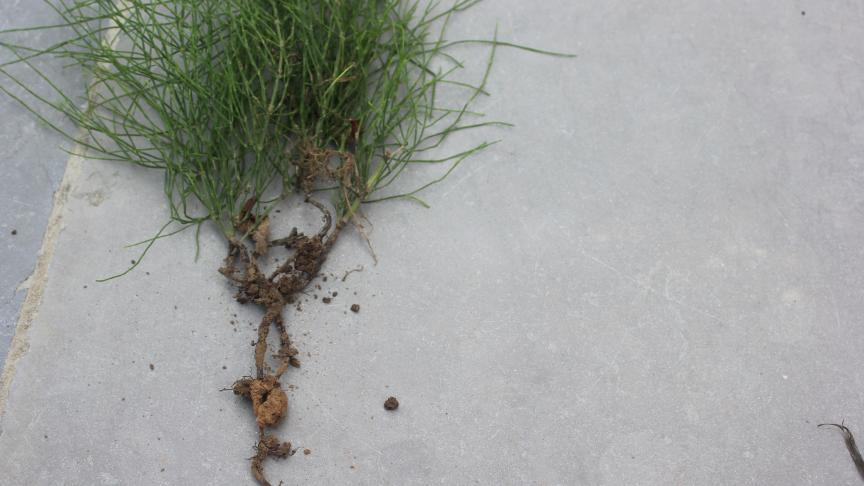 La lutte contre les prêles consiste à occuper le sol avec des plantes couvrantes en particulier à partir du milieu de l’été.