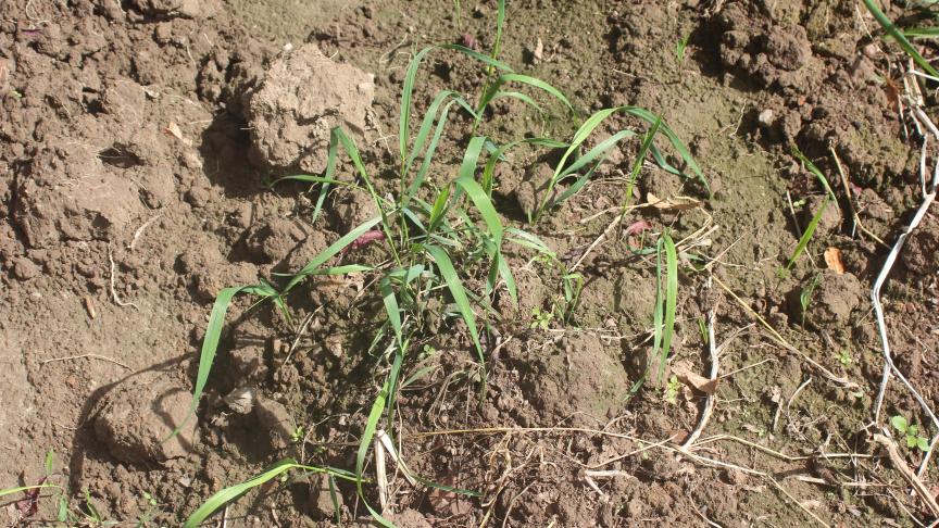 Bien adapté à nos conditions écologiques et naturellement présent dans nos potagers, le chiendent (Apropyron repens) est une des espèces les plus compliquées à gérer.