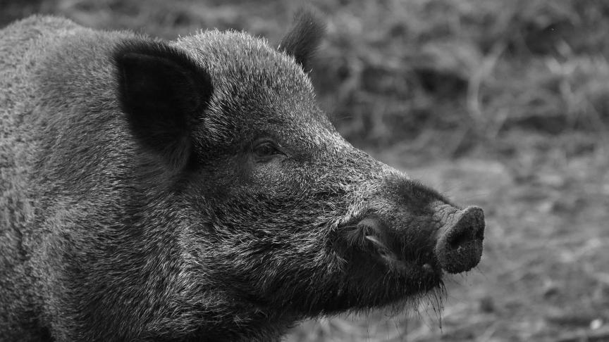 wild-boar-1797731_1920