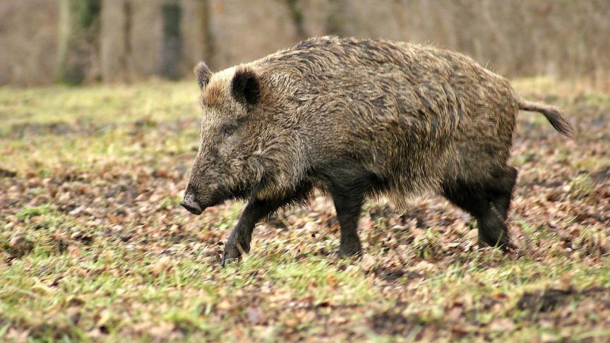 Neuf millions ont été débloqués par le Gouvernement wallon en vue d’éradiquer  la peste porcine africaine et soutenir les éleveurs concernés.