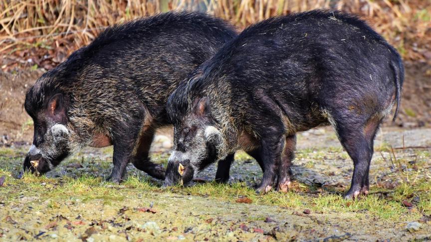 boar-3214069_1920