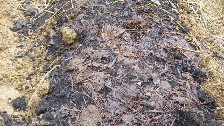 Le broyage et l’incorporation des débris de culture permettent par la même occasion d’enfouir légèrement les apports de compost et de fumier.