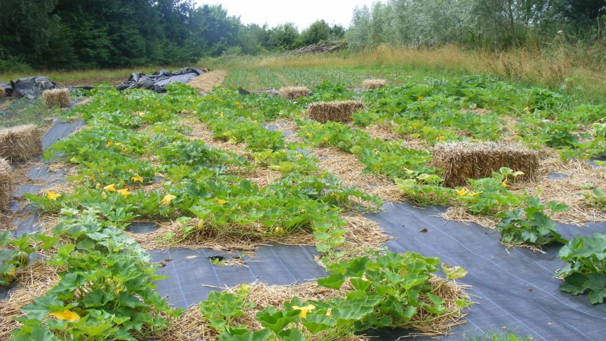 La présence d’un paillage reporte l’incorporation des débris de  cultures à une date ultérieure.