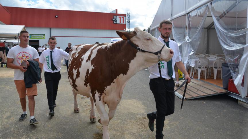 Entre concours et exposition d’élevage, la génétique présente au Space était de grande qualité.