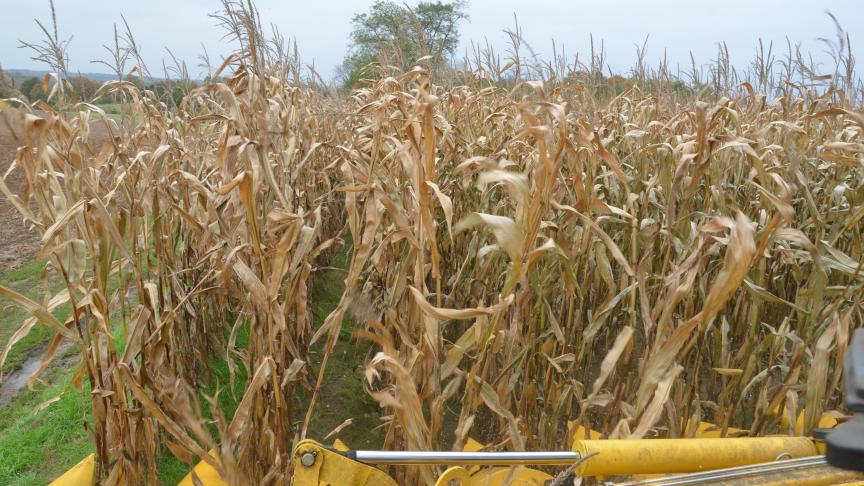 Pour certaines parcelles, l’heure est déjà venue de la récolte de grains à sécher.