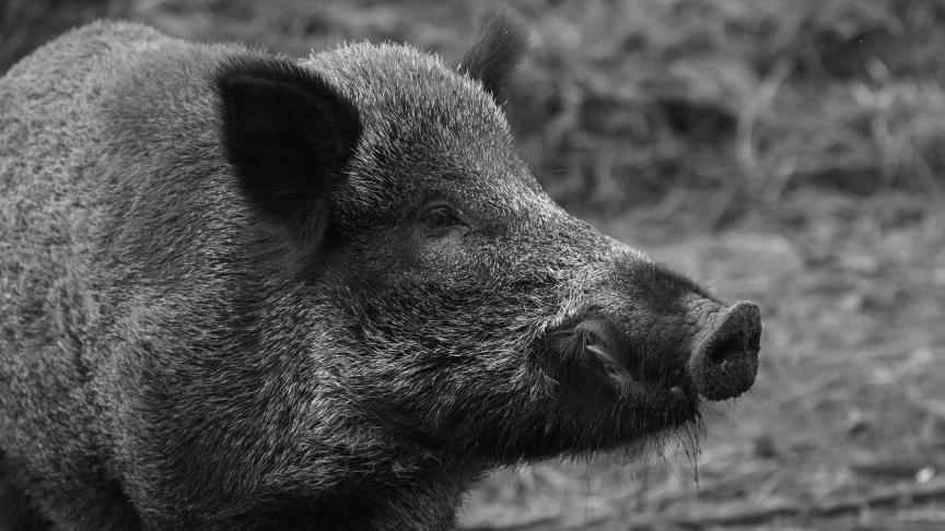 wild-boar-1797731_1920