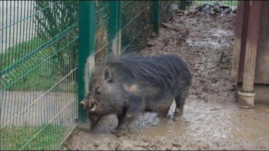 Hector, un futur symbole de la révolution
? (D.R.)