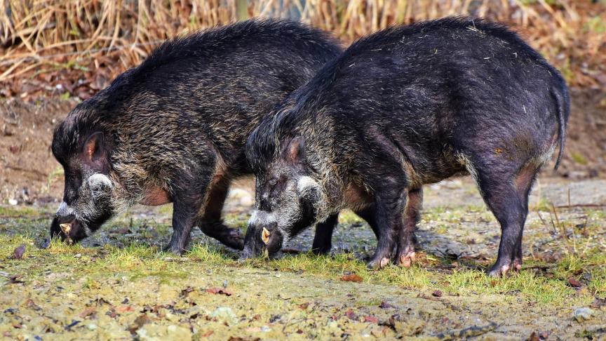 boar-3214069_1920