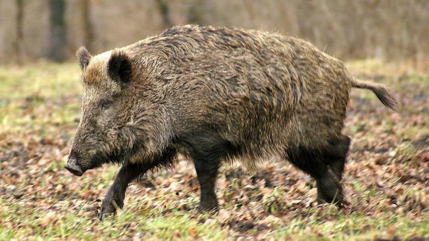 wild-boar-70420_1280