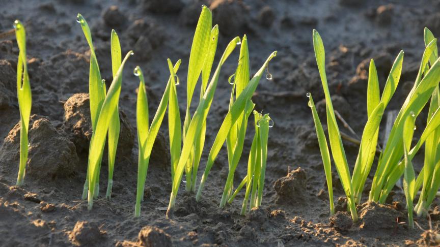 C’est le moment des semis et bientôt des premières levées. C’est l’heure aussi de penser à la gestion des adventices.