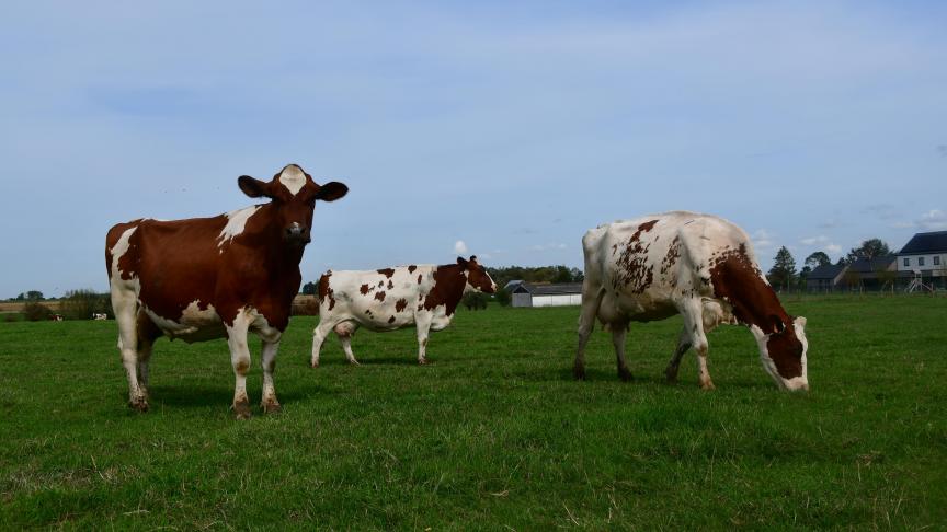 La collecte de lait de l’UE a progerssé de 1,7
% en janvier-juillet, rn comparaison avec la même période en 2017. Elle devrait toutefois se tasser sur la deuxième partie de l’année.