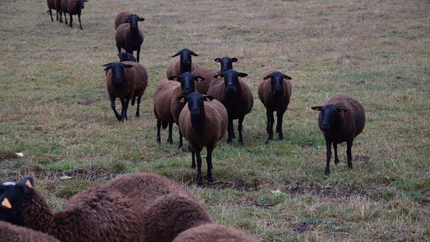 La ferme Bioherin est en autonomie.  Le seul maillon que Didier et Arnaud  ne maîtrisent pas, c’est l’abattage.