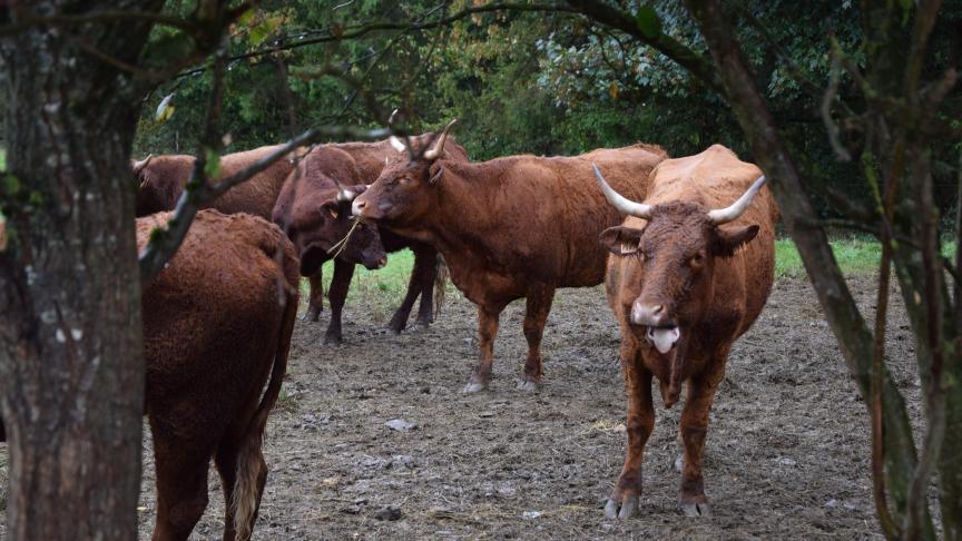 L’abattage à la ferme permet d’éviter le transport des animaux vers l’abattoir, leur arrivée dans un lieu inconnu, leur manipulation par des personnes inconnues ainsi que d’être exposés aux bruits et aux odeurs du lieu d’abattage.