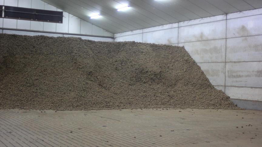 Les producteurs professionnels investissent dans des hangars très bien isolés.  Le maintien d'une température très stable permet de conserver les tubercules  plus de dix mois en d'excellentes conditions.