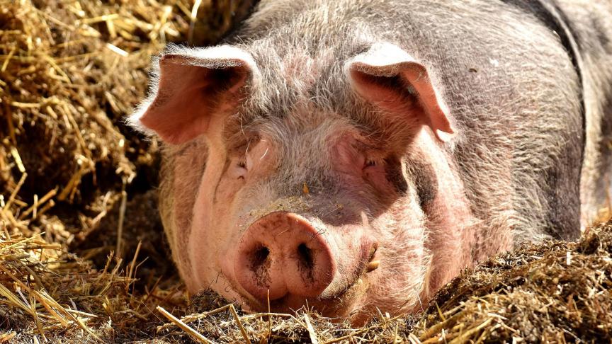 pig-2189566_1920