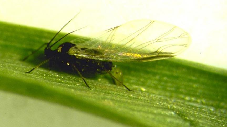 Les variétés d’escourgeon tolérantes au virus de la jaunisse nanisante de l’orge ne justifient aucun traitement insecticide, et ce quel que soit le pourcentage de plantes porteuses de pucerons.