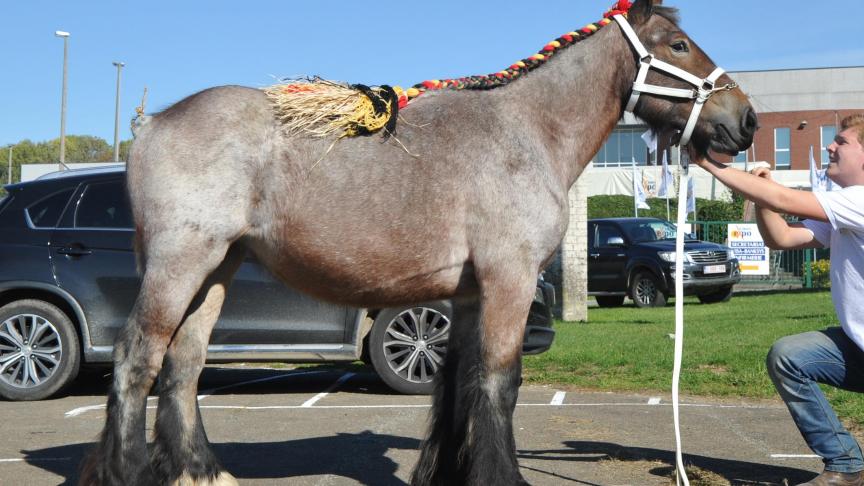 Nora de Belgrade, championne des  pouliches d’1 et 2 ans, à Dewez Fernand,  de Belgrade.
