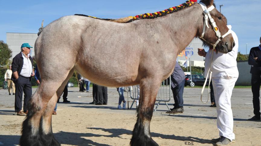 Kenza de Lorcy, pouliche de 2 ans,  à Bodart Valéry, de Wavreille.