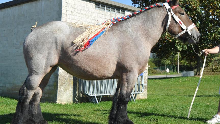 Douchka du Monty, jument de 3 ans,  à Goosse Vincent et Cathy, de Mabompré.