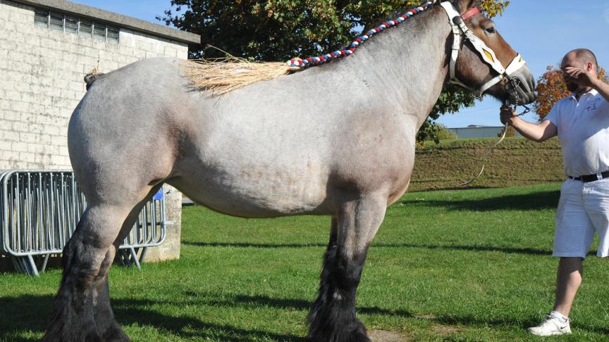 Charline de Monty, championne des juments de 3 et 4 ans, à Goosse Vincent et Cathy,  de Mabompré.