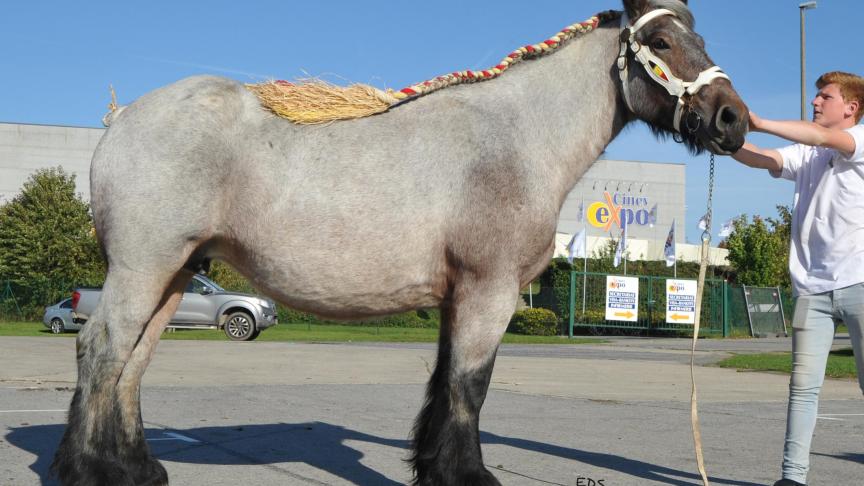 Harmonieuse de la Vallée, jument de 5 ans, à Rigaux Hubert, de Wépion.