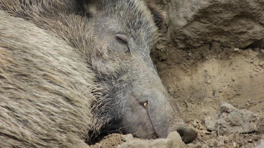 boar-3613983_1920