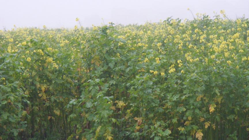 La moutarde est un engrais vert apprécié dans les potagers. Les conditions météo de cette année ont permis une bonne floraison. La possible fécondation donnerait des graines qui, tombées au sol, pourraient faire naître des milliers de plantes non désirées en 2019. Nous pouvons la faucher et déposer tiges et feuilles sur le compost ou la broyer avant que le risque de production de graines viable ne devienne sérieux.