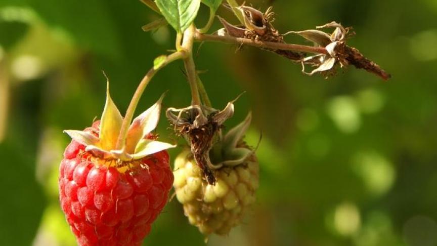 Outre les framboisiers, groseilliers, cassis..., nos campagnes proposent des trésors gustatifs parfois méconnus. Une belle opportunité de les (re)découvrir!