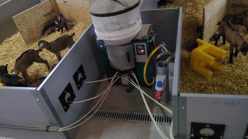 La louve peut nourrir jusqu’à 200 petits en même temps avec du lait en poudre. Les tuyaux conduisent le lait dans tous les box. La louve est nettoyée chaque jour.