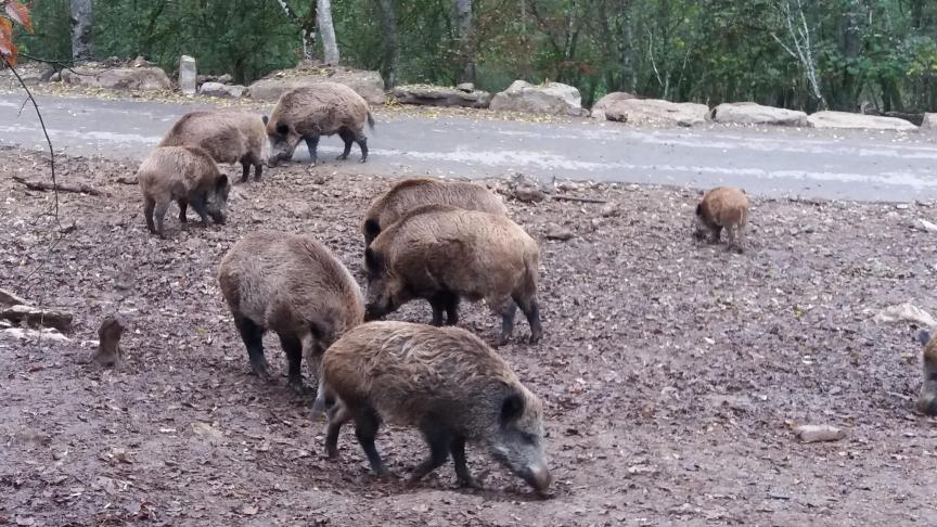 Cette année, la population de sangliers devra déjà avoir chuté de 30 %.