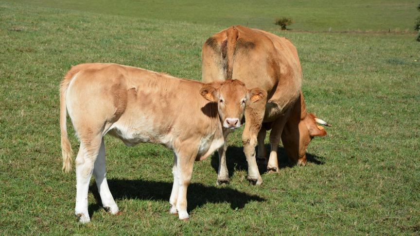 La Belgique compte actuellement 6 foyers de tuberculose bovine déclarés en 2018.