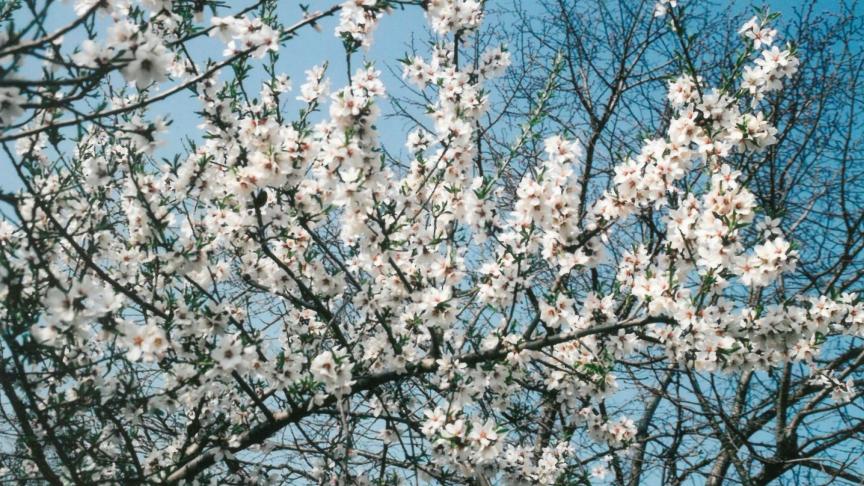 Les abricotiers, aux pétales blancs ou blanc-rose, sont autostériles  ou partiellement auto-fertiles selon les variétés.